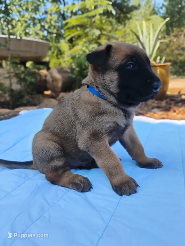 Blue Collar/ Male – Belgian Malinois puppy on hold in Redding, CA