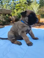 Blue Collar/ Male, a male Belgian Malinois for sale in Sacramento, CA – 1 of 7