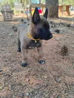 AKC Purebred Belgian Malinois. Gold Collar/Female, a female Belgian Malinois for sale in Redding, CA – 4 of 10