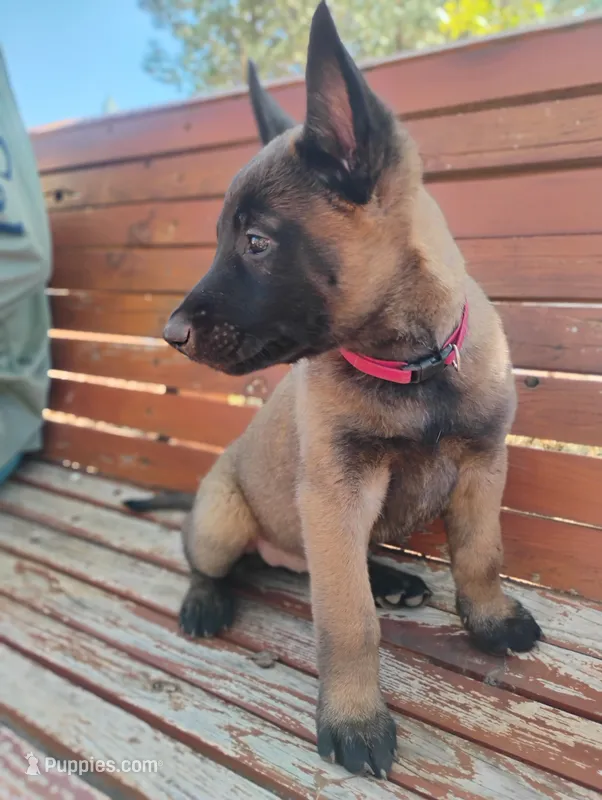 AKC Purebred Belgian Malinois. Pink Collar/Female – Belgian Malinois puppy for sale in Redding, CA