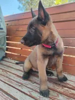 AKC Purebred Belgian Malinois. Pink Collar/Female, a female Belgian Malinois for sale in Sacramento, CA – 3 of 9