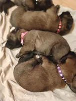 Purple Collar/Female, a female Belgian Malinois for sale in Redding, CA – 3 of 6