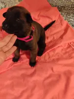 Pink Collar/Female, a male Belgian Malinois for sale in Redding, CA – 2 of 5