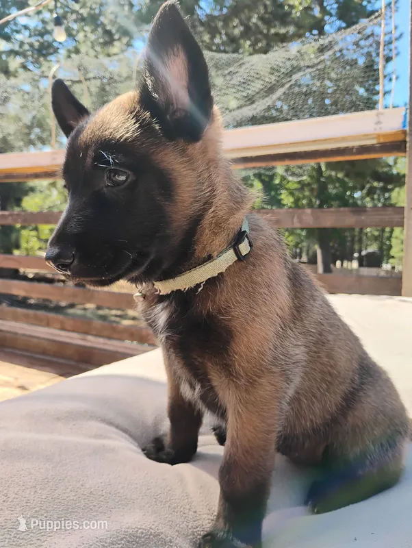 AKC Purebred Belgian Malinois. Light Blue Collar – Belgian Malinois puppy for sale in Redding, CA