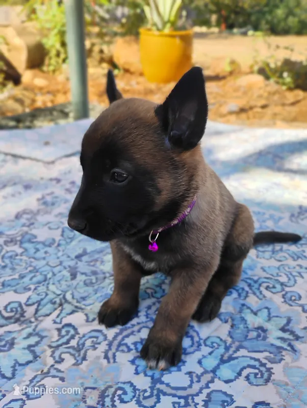 Purple Collar/Female – Belgian Malinois puppy for sale in Redding, CA