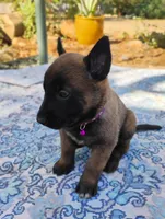 AKC Purebred Belgian Malinois.Purple Collar/Female, a female Belgian Malinois for sale in Redding, CA – 1 of 8