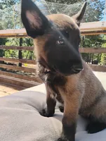 AKC Purebred Belgian Malinois. Light Blue Collar, a female Belgian Malinois for sale in Redding, CA – 10 of 10