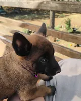 AKC Purebred Belgian Malinois.Purple Collar/Female, a female Belgian Malinois for sale in Redding, CA – 2 of 8