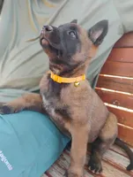 AKC Purebred Belgian Malinois. Gold Collar/Female, a female Belgian Malinois for sale in Redding, CA – 1 of 10