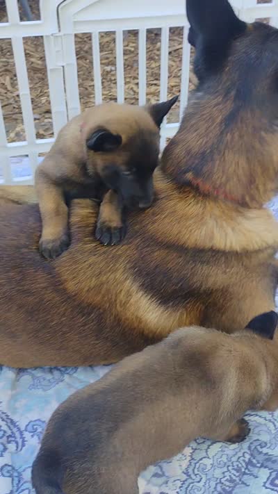 AKC Purebred Belgian Malinois. Pink Collar/Female, a male Belgian Malinois for sale in Redding, CA – 2 of 9