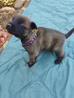 Purple Collar/Female, a female Belgian Malinois for sale in Redding, CA – 2 of 6