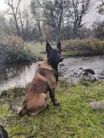 Light Blue Collar, a female Belgian Malinois for sale in Redding, CA – 5 of 5