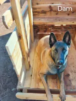 Light Blue Collar, a female Belgian Malinois for sale in Redding, CA – 3 of 5