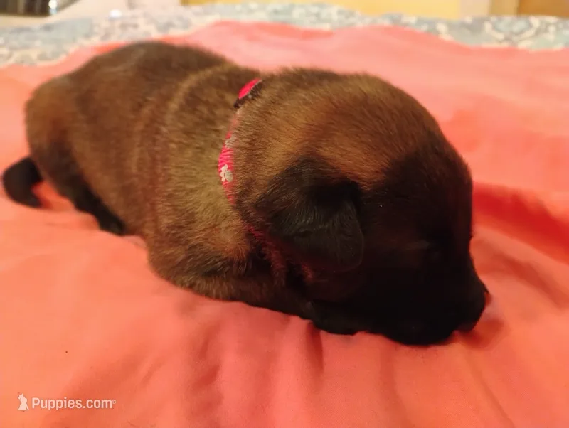 Red Collar/ Male – Belgian Malinois puppy for sale in Redding, CA