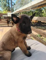 AKC Purebred Belgian Malinois. Pink Collar/Female, a male Belgian Malinois for sale in Redding, CA – 1 of 9