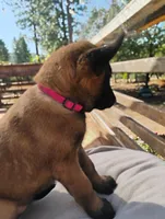 AKC Purebred Belgian Malinois. Pink Collar/Female, a male Belgian Malinois for sale in Redding, CA – 9 of 9