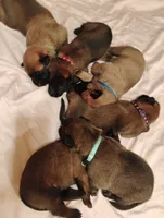 Blue Collar/ Male, a male Belgian Malinois for sale in Redding, CA – 3 of 4