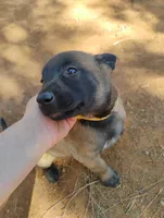 AKC Purebred Belgian Malinois. Gold Collar/Female, a female Belgian Malinois for sale in Redding, CA – 2 of 10