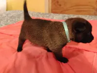 Light Blue Collar, a female Belgian Malinois for sale in Redding, CA – 2 of 5