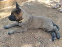 AKC Purebred Belgian Malinois. Gold Collar/Female, a female Belgian Malinois for sale in Redding, CA – 9 of 10