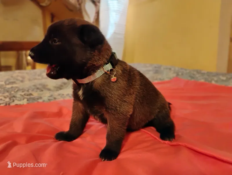 Light Blue Collar – Belgian Malinois puppy for sale in Redding, CA