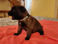 Light Blue Collar, a female Belgian Malinois for sale in Redding, CA – 1 of 5