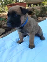 Blue Collar/ Male, a male Belgian Malinois for sale in Sacramento, CA – 7 of 7