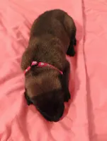 Red Collar/ Male, a male Belgian Malinois for sale in Redding, CA – 4 of 7