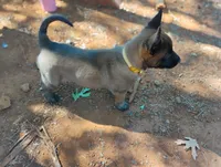 AKC Purebred Belgian Malinois. Gold Collar/Female, a female Belgian Malinois for sale in Redding, CA – 3 of 10