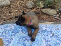 AKC Purebred Belgian Malinois. Pink Collar/Female, a male Belgian Malinois for sale in Redding, CA – 4 of 9