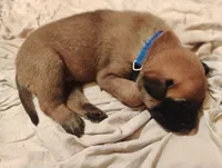 Blue Collar/ Male, a male Belgian Malinois for sale in Redding, CA – 4 of 4