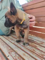 AKC Purebred Belgian Malinois. Gold Collar/Female, a female Belgian Malinois for sale in Redding, CA – 10 of 10