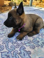 AKC Purebred Belgian Malinois.Purple Collar/Female, a female Belgian Malinois for sale in Redding, CA – 4 of 8