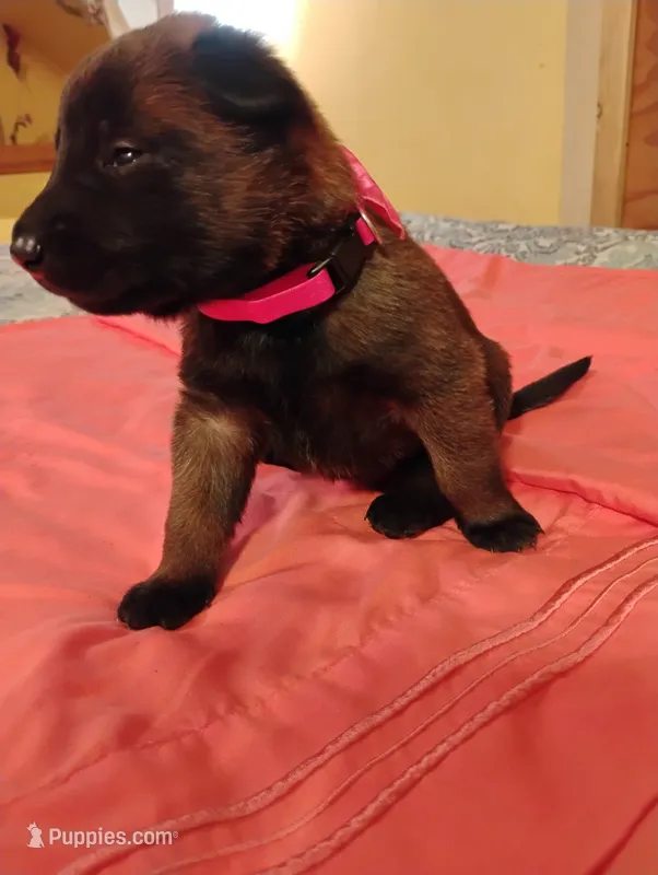 Pink Collar/Female – Belgian Malinois puppy for sale in Redding, CA