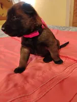 Pink Collar/Female, a male Belgian Malinois for sale in Redding, CA – 1 of 5