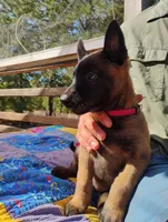 AKC Purebred Belgian Malinois. Pink Collar/Female, a female Belgian Malinois for sale in Sacramento, CA – 4 of 9