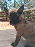 AKC Purebred Belgian Malinois. Light Blue Collar, a female Belgian Malinois for sale in Redding, CA – 9 of 10