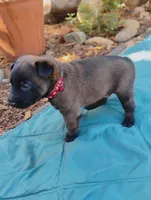 Red Collar/ Male, a male Belgian Malinois for sale in Sacramento, CA – 3 of 9