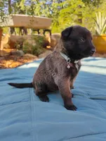 AKC Purebred Belgian Malinois. Light Blue Collar, a female Belgian Malinois for sale in Redding, CA – 4 of 10