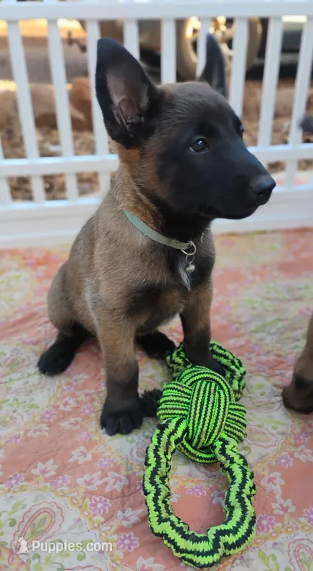 AKC Purebred Belgian Malinois. Light Blue Collar – Belgian Malinois puppy on hold in Sacramento, CA