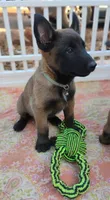 AKC Purebred Belgian Malinois. Light Blue Collar, a female Belgian Malinois for sale in Sacramento, CA – 1 of 9
