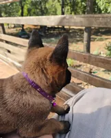 AKC Purebred Belgian Malinois.Purple Collar/Female, a female Belgian Malinois for sale in Redding, CA – 3 of 8