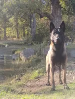 Light Blue Collar, a female Belgian Malinois for sale in Redding, CA – 4 of 5