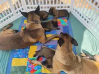 AKC Purebred Belgian Malinois. Pink Collar/Female, a male Belgian Malinois for sale in Redding, CA – 8 of 9