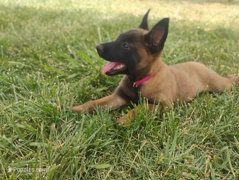 AKC Purebred Belgian Malinois. Pink Collar/Female – Belgian Malinois puppy on hold in Sacramento, CA