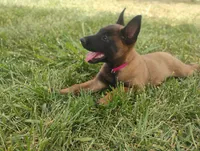 AKC Purebred Belgian Malinois. Pink Collar/Female, a female Belgian Malinois for sale in Sacramento, CA – 1 of 9