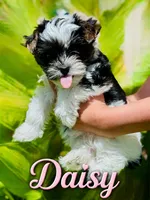 Daisy, a female Yorkshire Terrier for sale in Ponchatoula, LA – 1 of 1