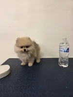 Max, a male Pomeranian for sale in Buckeye, AZ – 2 of 3