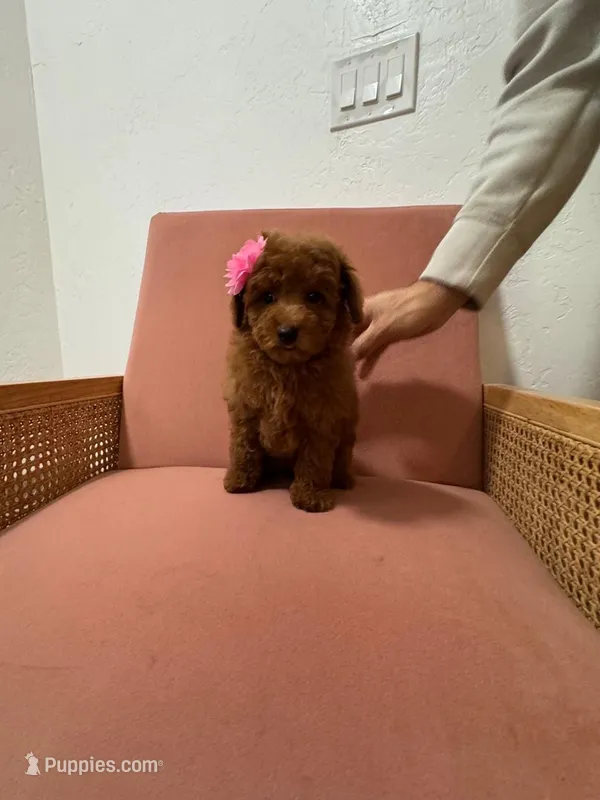 Sedona – Poodle - Miniature  puppy for sale in Buckeye, AZ