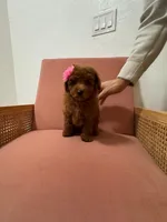 Sedona, a female Poodle - Miniature  for sale in Buckeye, AZ – 1 of 1